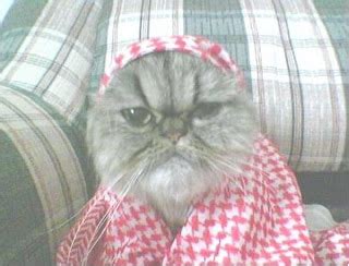 قط سعودي